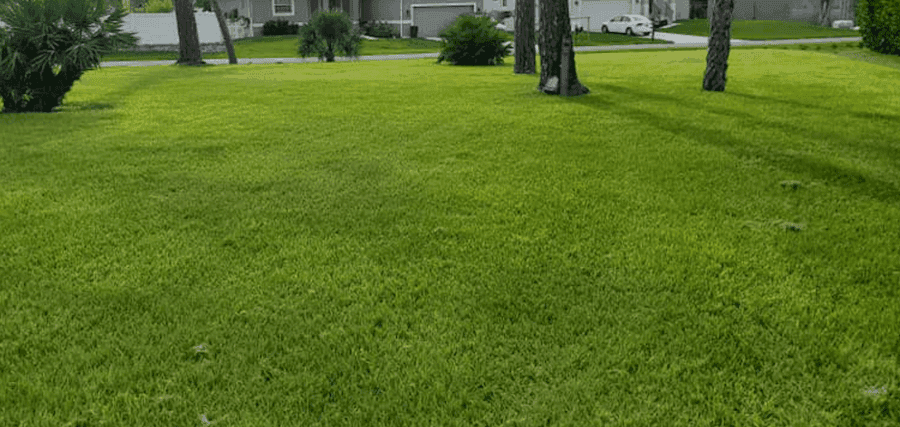 Bahia lawn in Florida